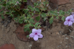 Barleria mysorensis